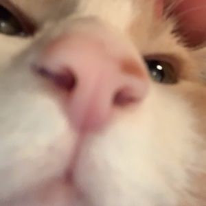 Meet your Posher, Renee